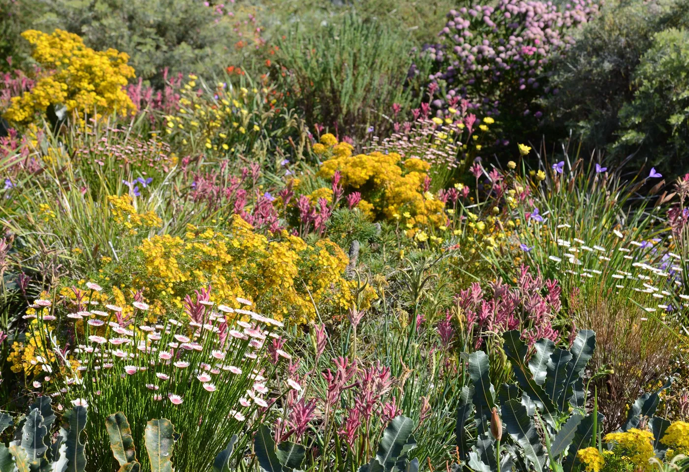 Wildflowers in Kings Park