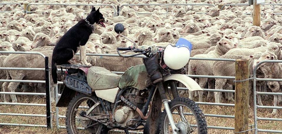 vet voice - sheep dog - sheep
