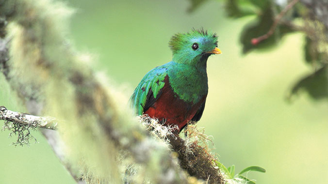 20616-Costa-Rica-Birding-Motmots-Quetzals-LgHoz.jpg