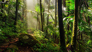 15638-PR-El-Yunque-Rain-Forest-smhoz.jpg