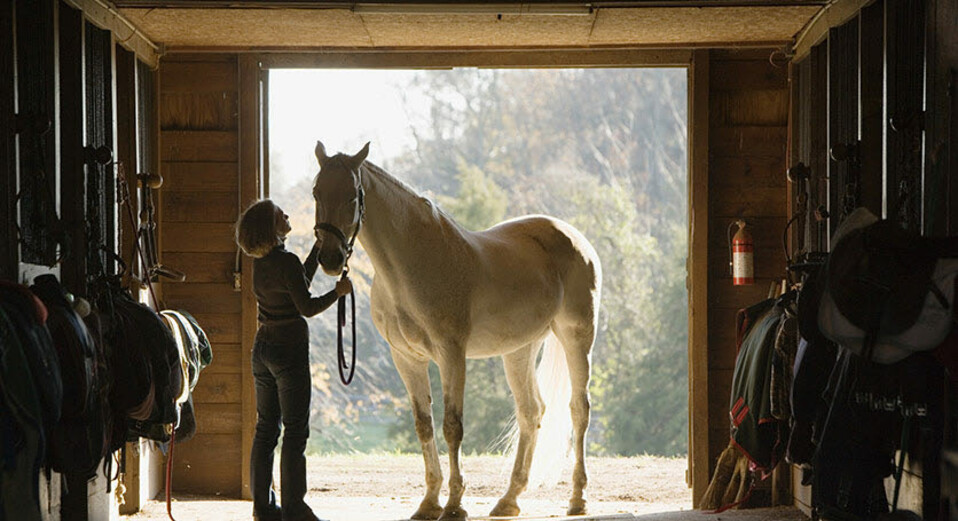 Horse - Barn - AVA Conference - Section Page Hero