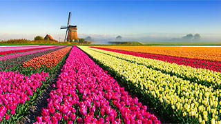 22231-netherlands-tulips-windmill-smhoz.jpg