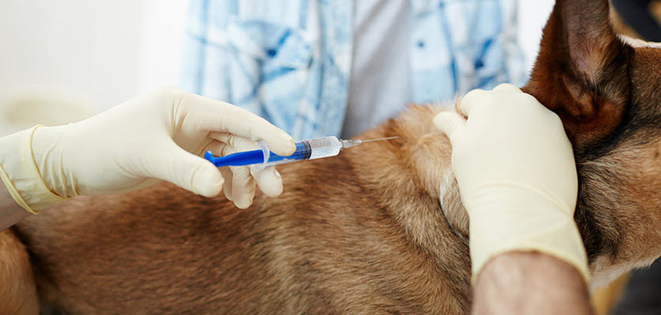 vet voice - dogs - vaccination