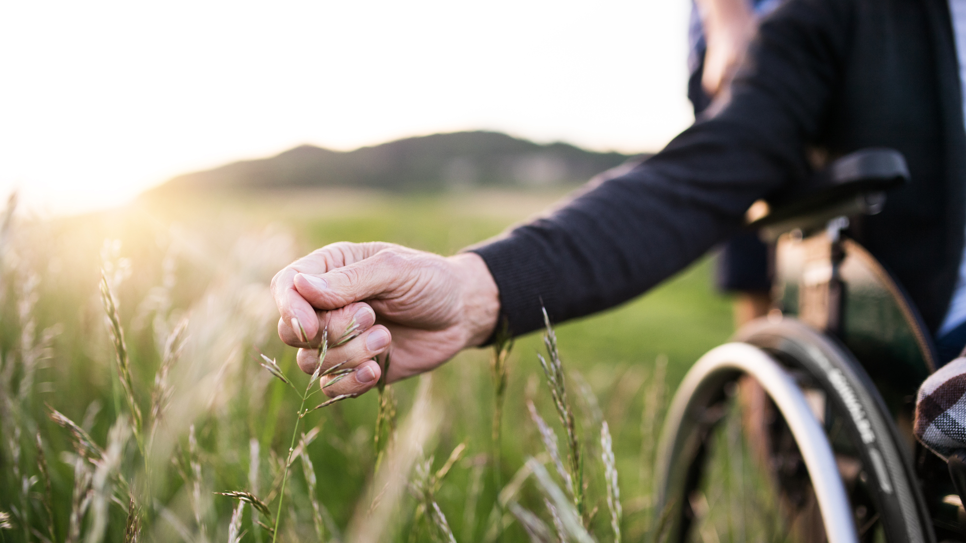 A hand of a senior man in wheelchair holding grass flower in nature. Close up.