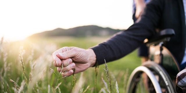 A hand of a senior man in wheelchair holding grass flower in nature. Close up.