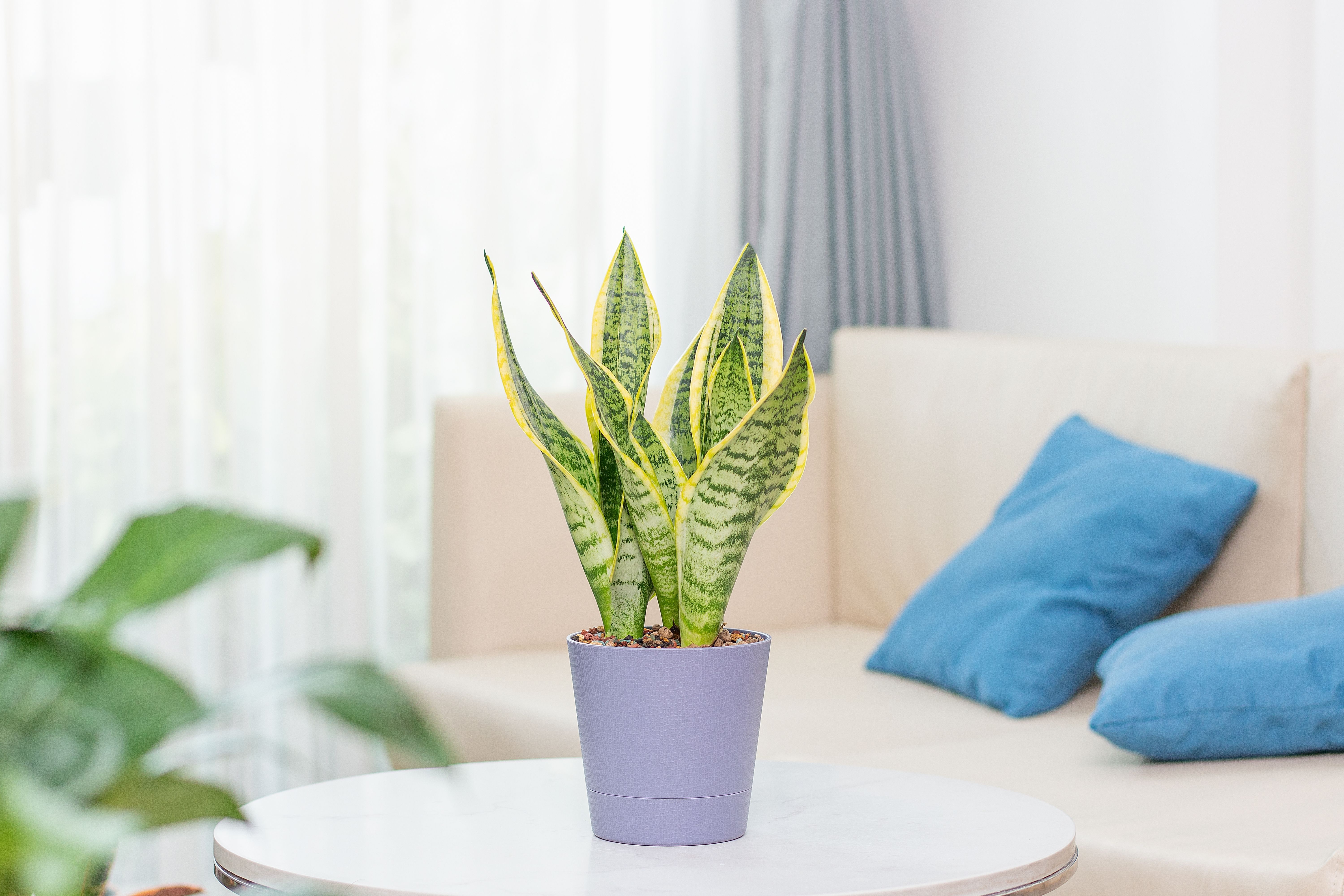 Sanseviera (Sansevieria).jpg