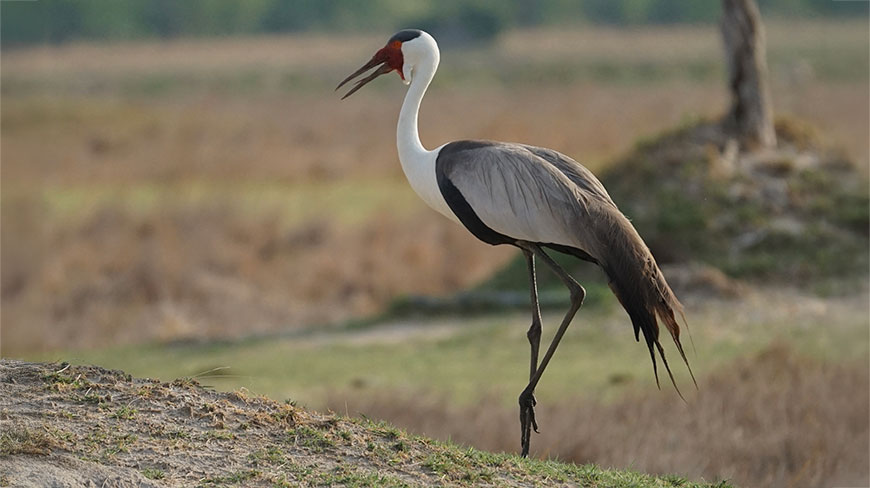 22424-BT-wattlesd-crane-c.jpg