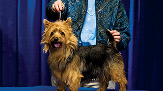 22408-westminster-kennel-club-dog-show-smhoz.jpg