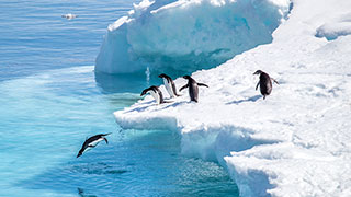 23705-AQ-penguins-smhoz.jpg