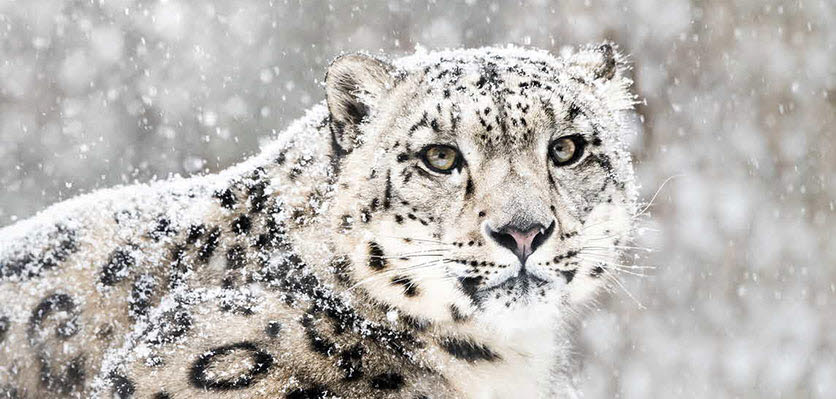 snow leopard - vet voice.jpg