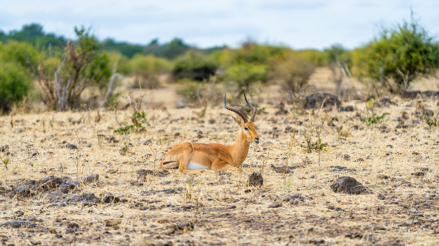 13938-BT_Chobe-impala-c.jpg