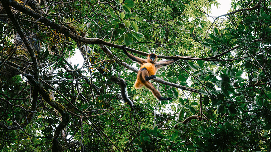 21792-CR-Monteverde-Monkey-c.jpg