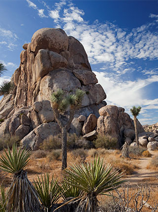 20819-california-joshua-tree-national-park-vert.jpg