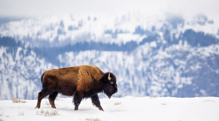 A bison in the snow at Yellowstone National Park