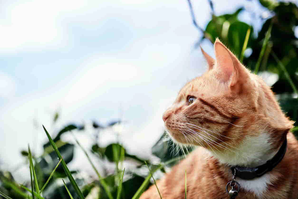 cat - outside - garden