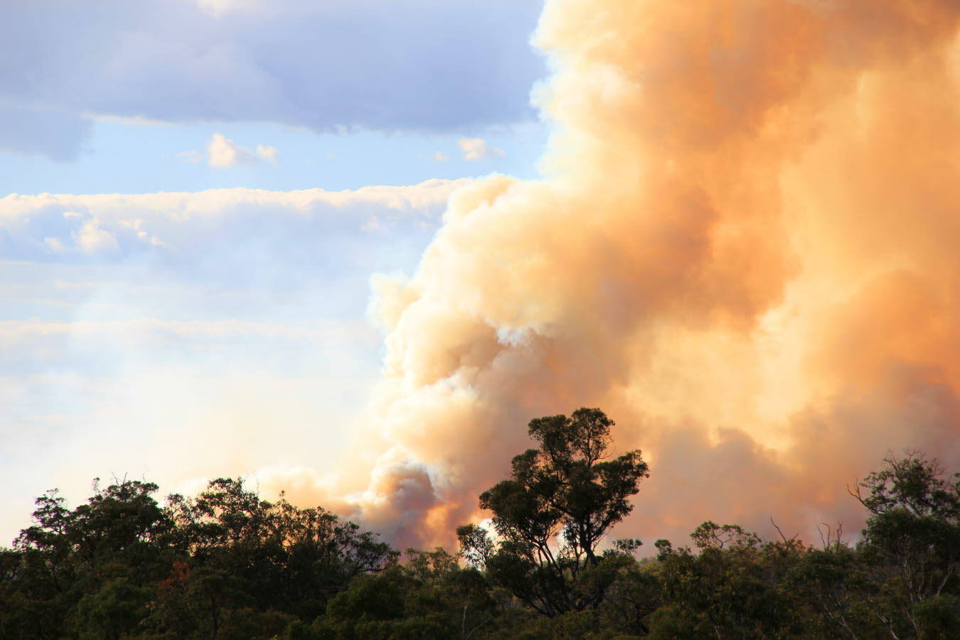 bushfire - emergency