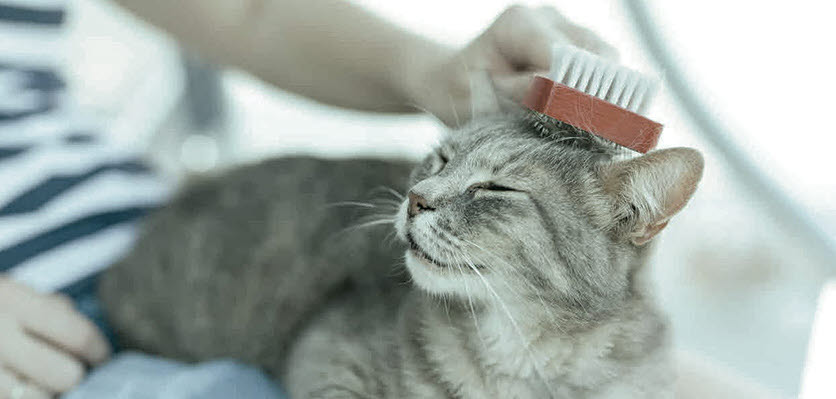 small animal - cat - grooming - content page hero.jpg