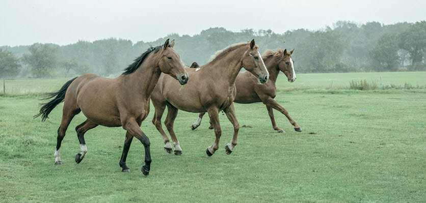 equine - horses - running - content page hero.jpg