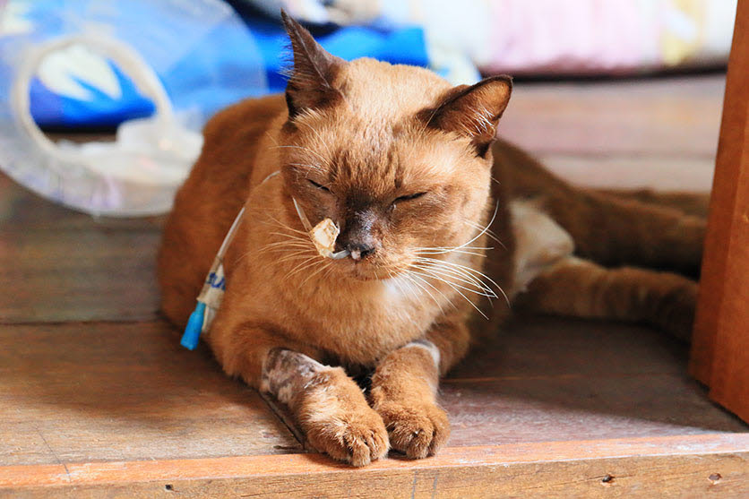 small animal - cat - palliative care