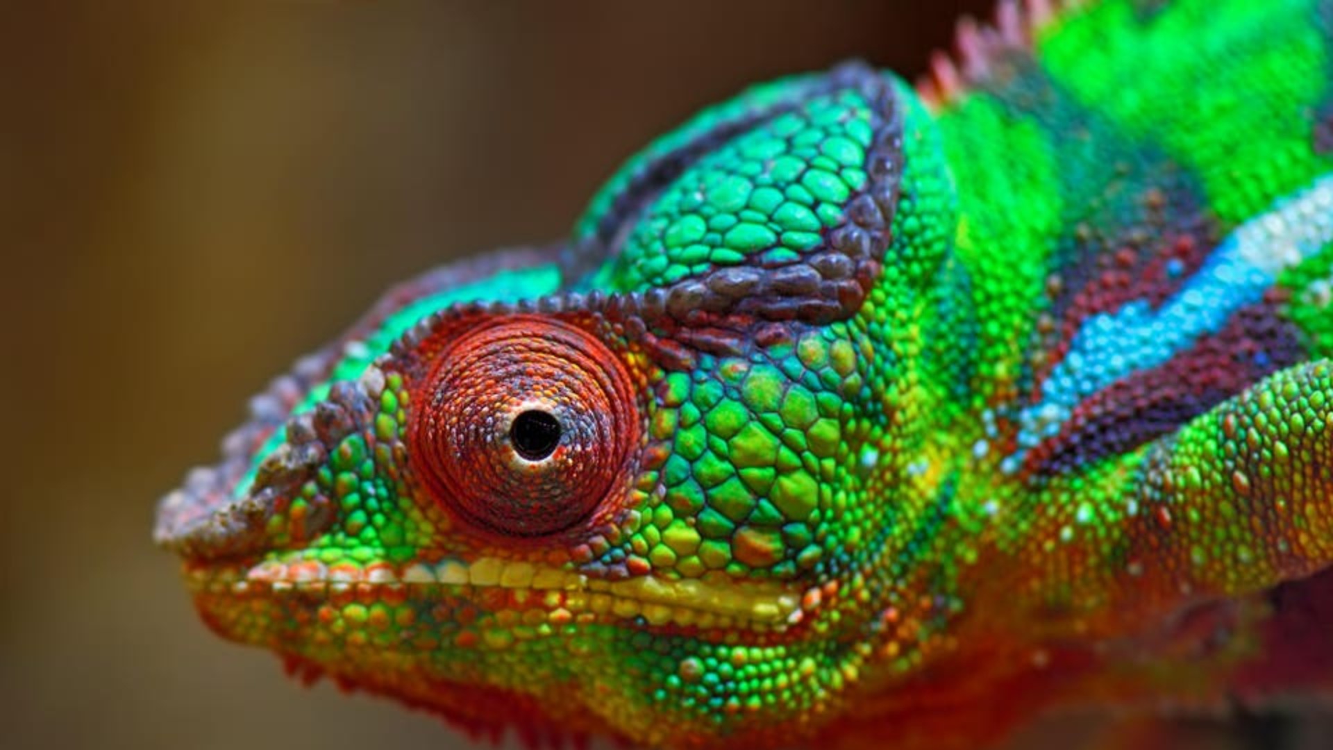 How Adaptive Leaders Build Resilient Organizations