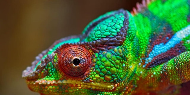 How Adaptive Leaders Build Resilient Organizations