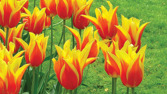 10137-tulipmania-netherlands-tulips-c.jpg