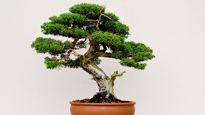 24572-bonsai-care-lghoz.jpg