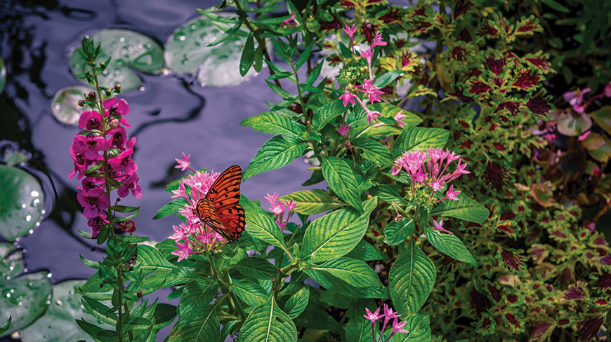 23056-US-SC-BooneHall-Plantation-Garden-Butterfly-lghoz.jpg