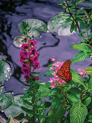 23056-US-SC-BooneHall-Plantation-Garden-Butterfly-vert.jpg