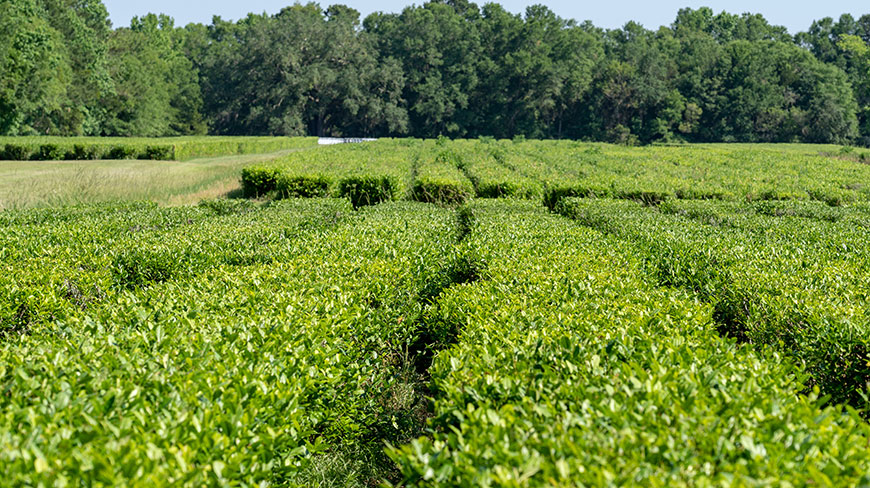 23056-US-SC-Tea-Plantation-c.jpg