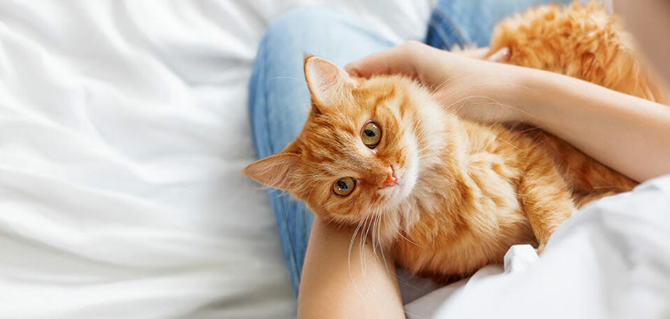 vet voice - cat - laying down.jpg