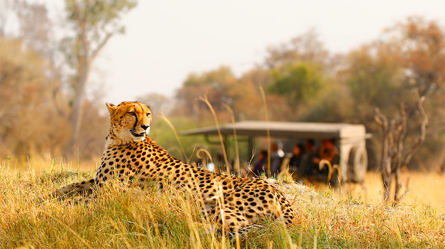 23539-cheetah-safari-c.jpg