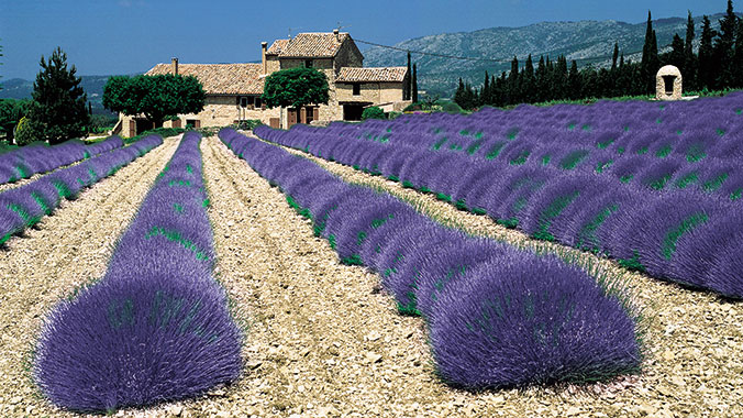 21096-best-of-southern-france-provence-cote-d'azur-lavender-lghoz.jpg