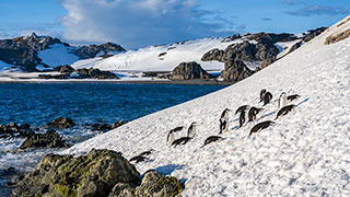 25158-AQ-SouthShetland-Islands-Chinstrap-Penguins-smhoz.jpg