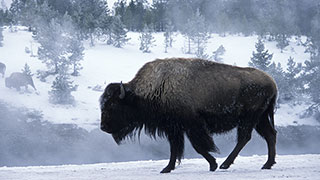 21771-wyoming-teton-national-park-heart-of-winter-at-yellowstone-bison-smhoz.jpg