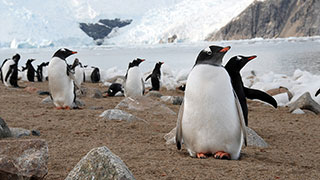 24558-AQ-penguins-smhoz.jpg