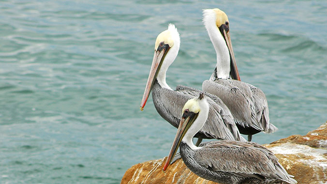 11812-birding-monterey-bay-california-pelicans-c.jpg