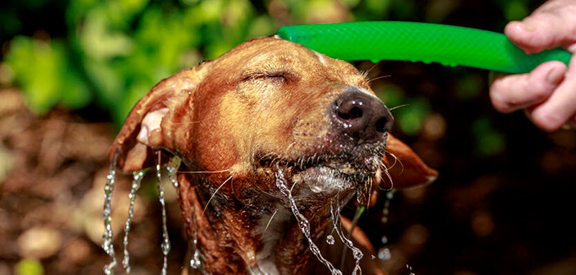 vet voice - dog - washing.jpg