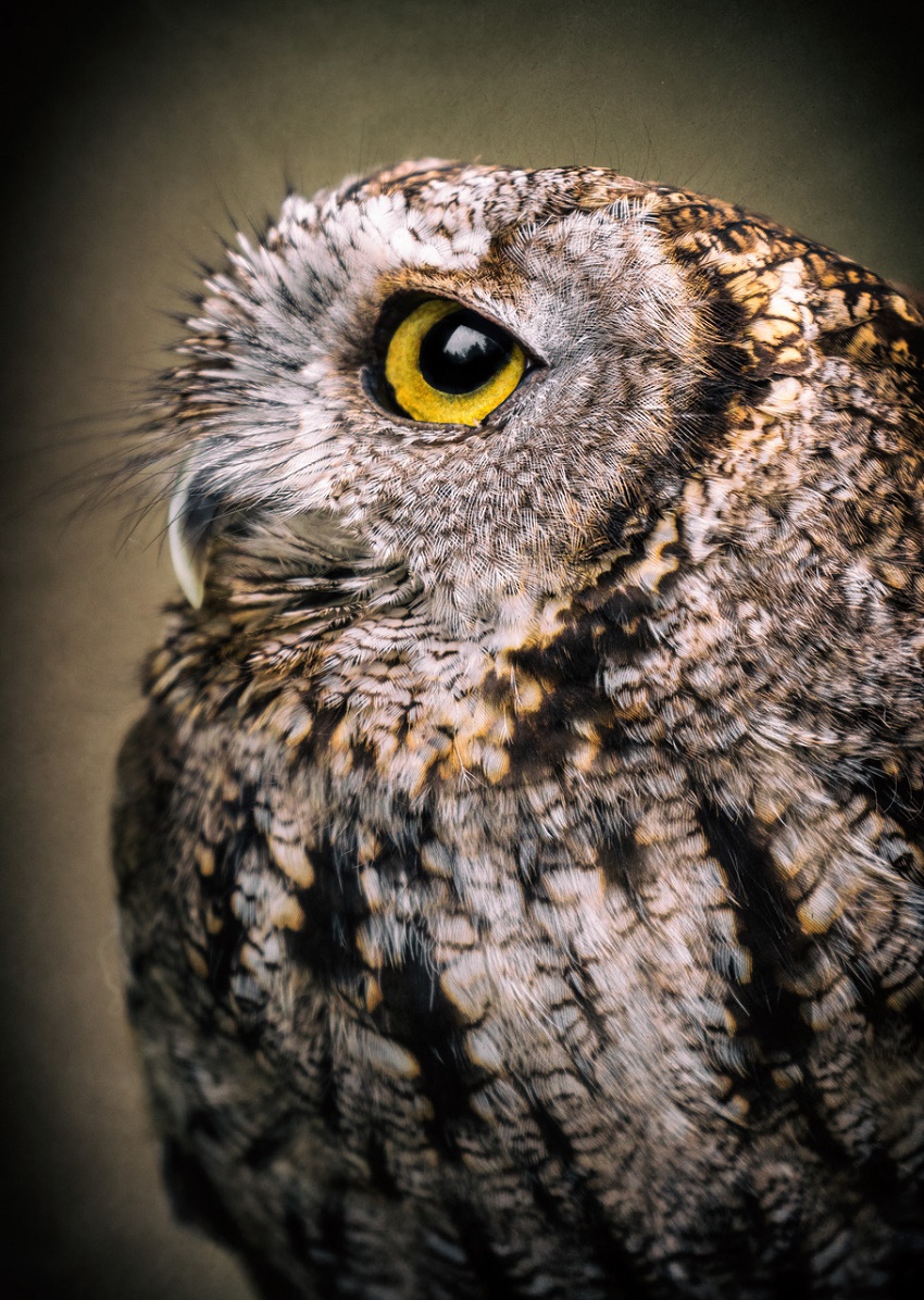 A closeup photo of a brown owl with yellow eyes