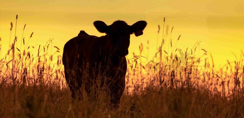 cattle - farming.jpg