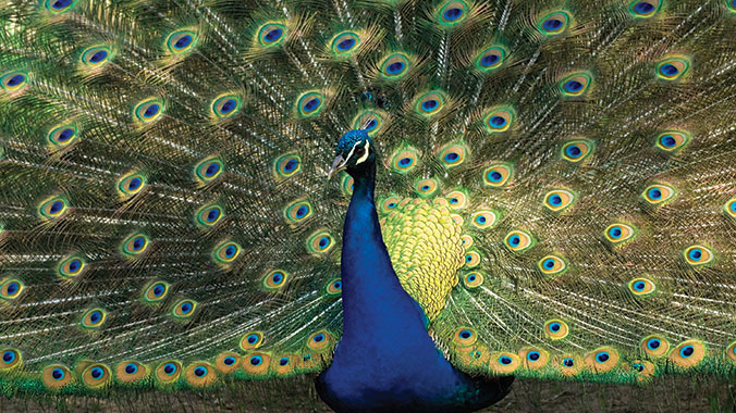 22519-india-Ranthambhore-National-Park-peacock-c.jpg