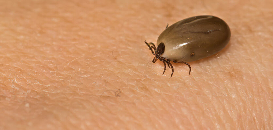 vet voice - ticks