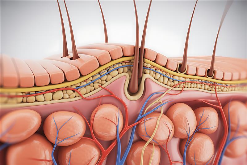 Digital image of a cross section of human skin.
