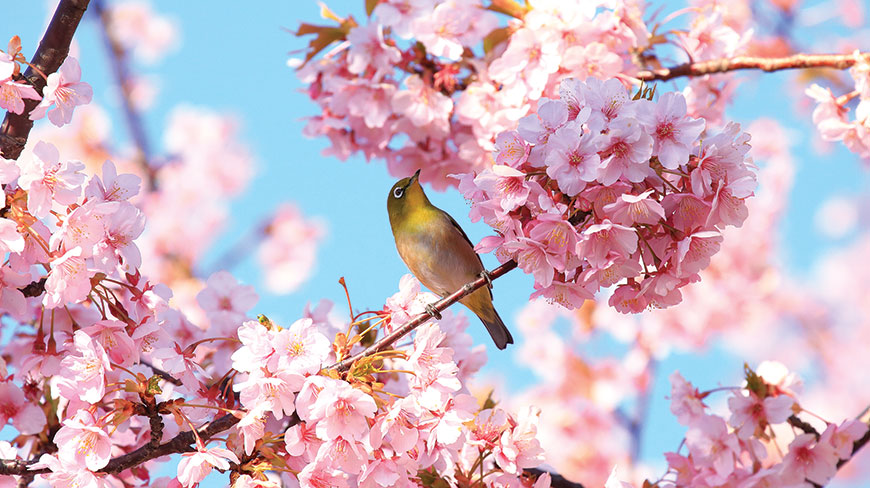 24256-Cherry-Blossoms-lghoz.jpg