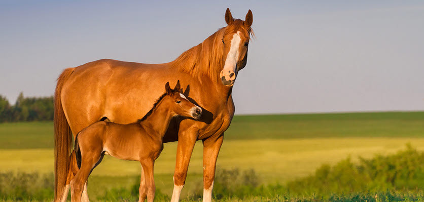 vet voice - horse - mare - foal