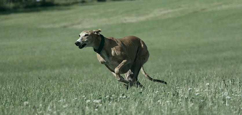 greyhound - running - content page hero.jpg