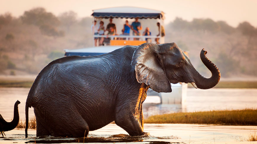 24830-Safari-Elephant-c.jpg