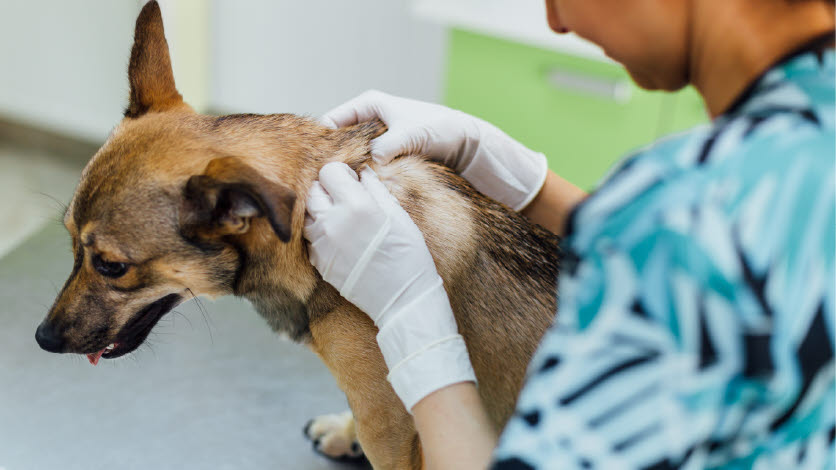 Dog - Veterinarian - Dermatology - Skin