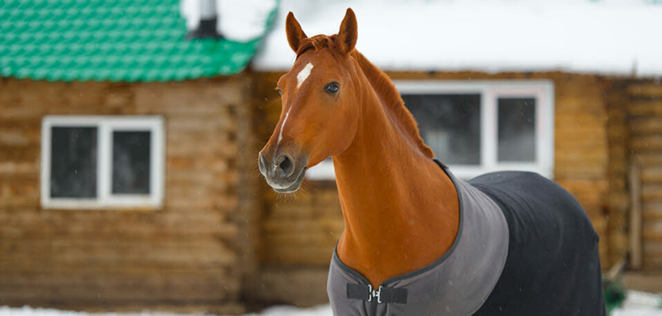 vet voice - horse - winter