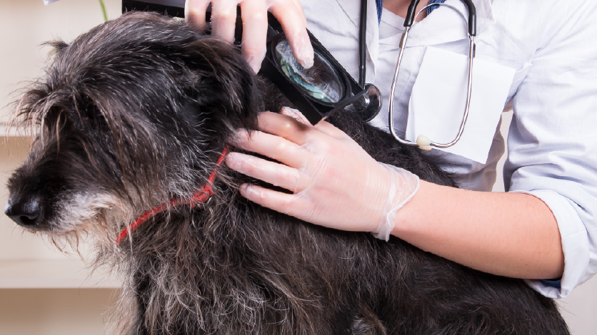 dog - flea - collar - vet